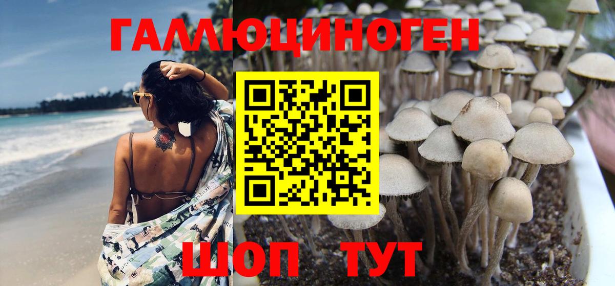 Галлюциногенные грибы Psilocybine cubensis  Вход с VPN  Калуга 